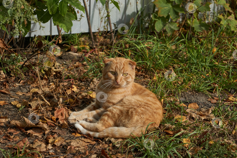 Скачать Кот отдыхает во дворе и греется в лучах осеннего солнца фотосток Ozero