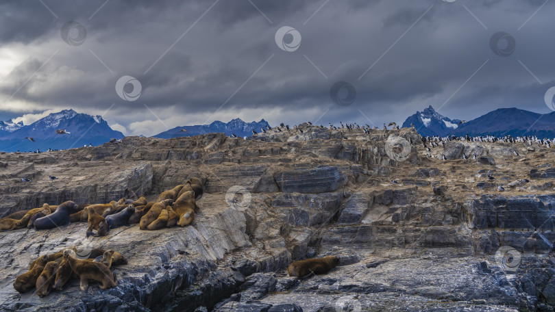 Скачать Семейство морских львов отдыхает на склоне скалистого островка фотосток Ozero