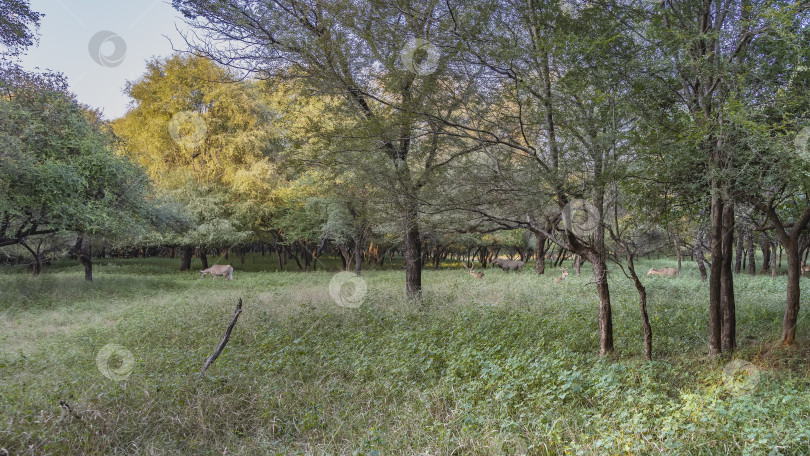Скачать В джунглях пасутся дикие антилопы нильгаи и пятнистый олень аксис с длинными рогами фотосток Ozero