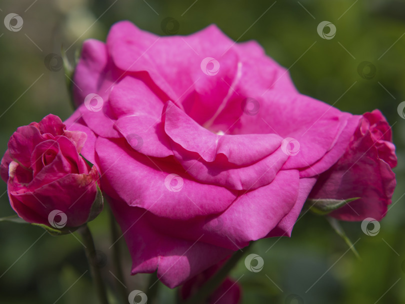 Скачать Элегантный цветок пурпурной розы в саду. Розово-фиолетовый цветок розы крупным планом на фоне зелени фотосток Ozero
