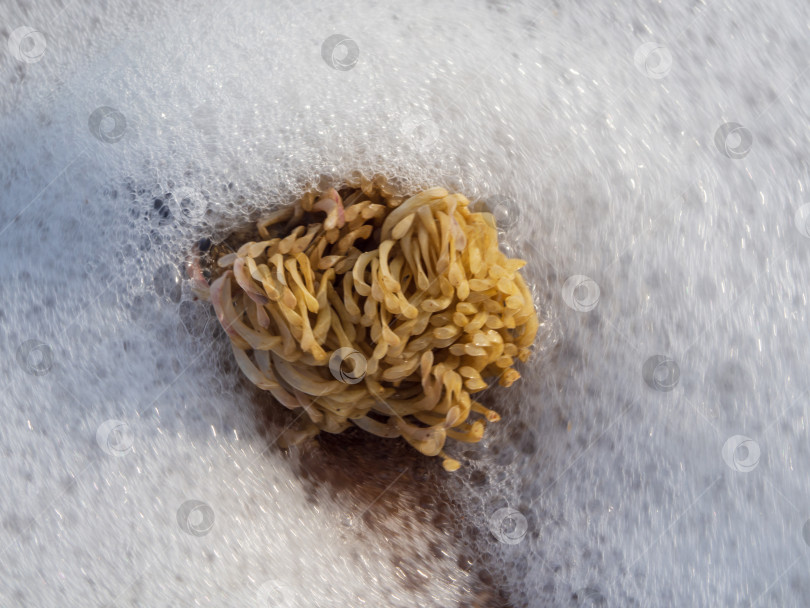 Скачать Личинки моллюска рапаны (ракушки) в белой морской пене крупным планом. Морская флора и фауна фотосток Ozero