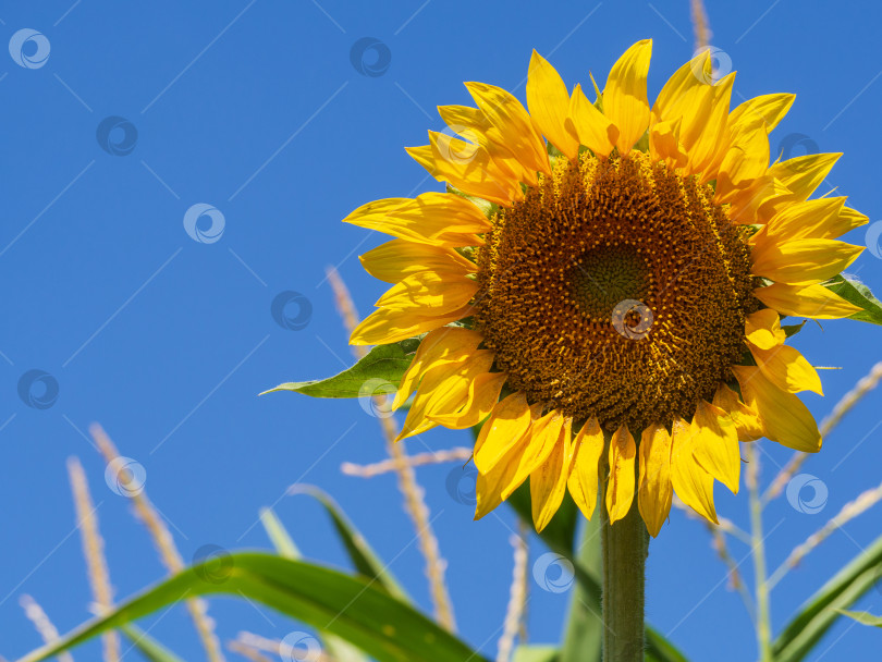 Скачать Ярко-желтый распускающийся цветок подсолнуха крупным планом на фоне голубого неба, вид снизу фотосток Ozero