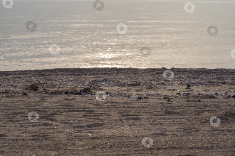 Скачать Текстура песчаного пляжа. Крупный план песчаного пляжа с ракушками и рябью на поверхности воды.  фон береговой линии фотосток Ozero