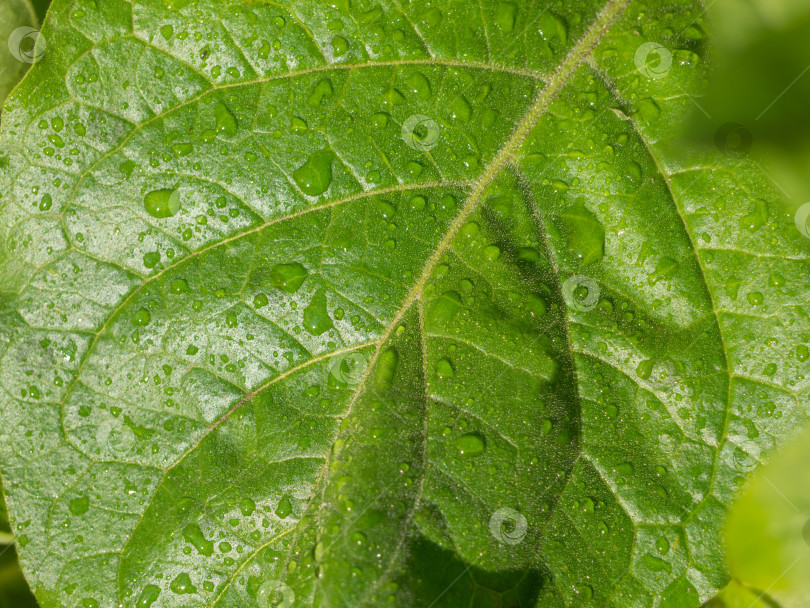 Скачать Зеленый лист с каплями воды после дождя крупным планом. Ярко-зеленая текстура листьев с каплями воды, мягкий акцент фотосток Ozero