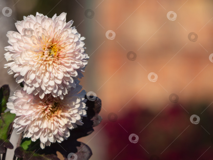Скачать Розовые и белые хризантемы на темном естественном размытом фоне, выборочный фокус. Красивые цветы хризантемы крупным планом в саду. Цветущие хризантемы, винтажный цветочный фон фотосток Ozero