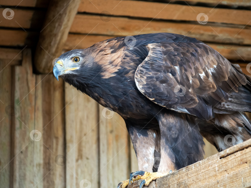 Скачать Золотой орел сидит на деревянной платформе. Взгляд птицы настороженный. фотосток Ozero