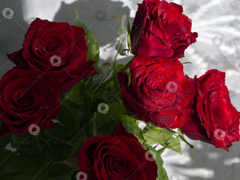 Скачать Букет из свежих бордовых роз в каплях воды. Великолепный цветочный фон. фотосток Ozero