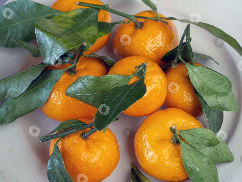 Скачать Спелые оранжевые мандарины с веточками и листьями красиво выложены на тарелку. фотосток Ozero