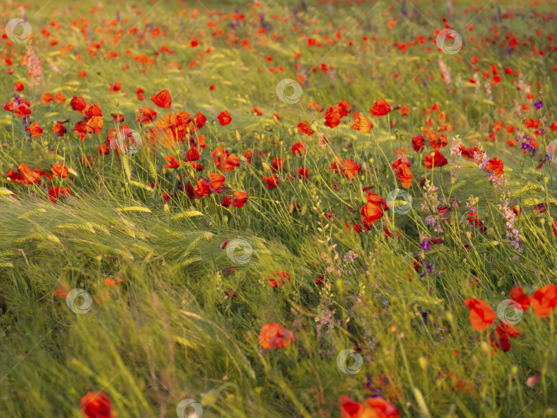 Скачать Маки и люпины цветут среди колосков пшеницы фотосток Ozero