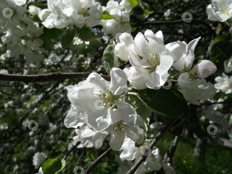 Скачать Прекрасные цветы яблони фотосток Ozero