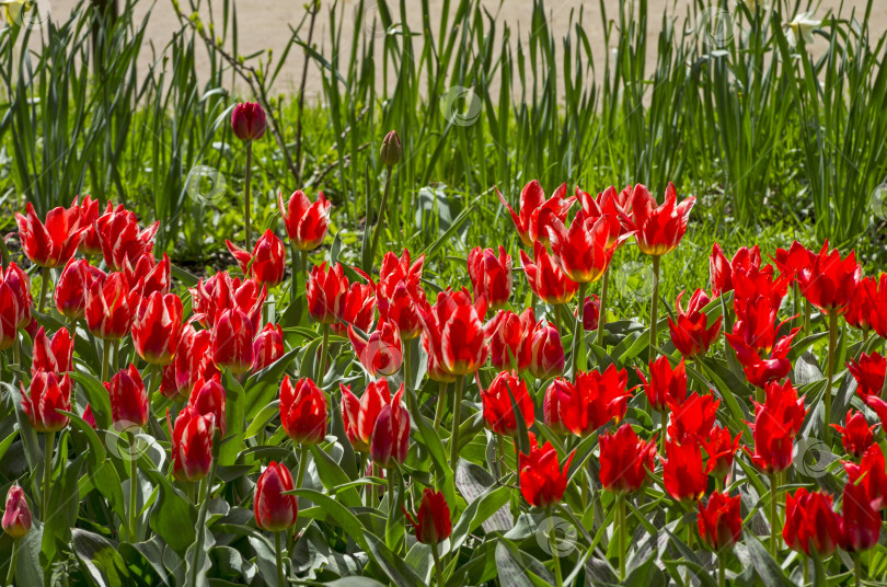 Скачать Ярко-красные тюльпаны фотосток Ozero