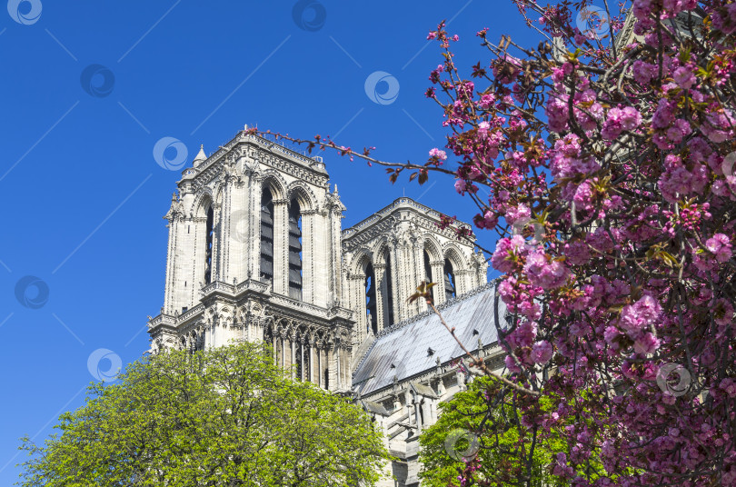 Скачать Цветущие деревья на фоне собора Парижской Богоматери. фотосток Ozero