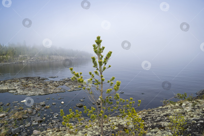 Скачать Туманный день на берегу Ладожского озера. Карелия, Россия. фотосток Ozero
