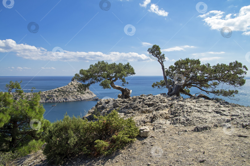 Скачать Реликтовое можжевеловое дерево на утесе над морем. Крым. фотосток Ozero