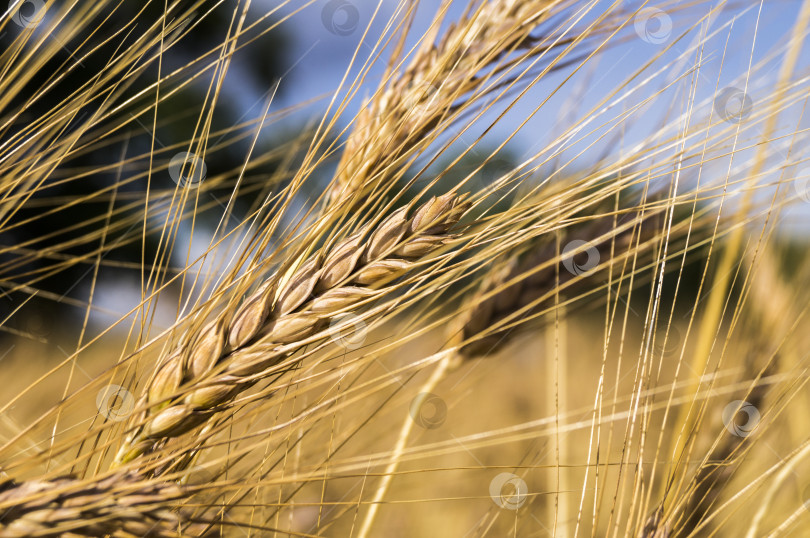 Скачать Пейзаж с прекрасным урожаем золотистой спелой пшеницы фотосток Ozero