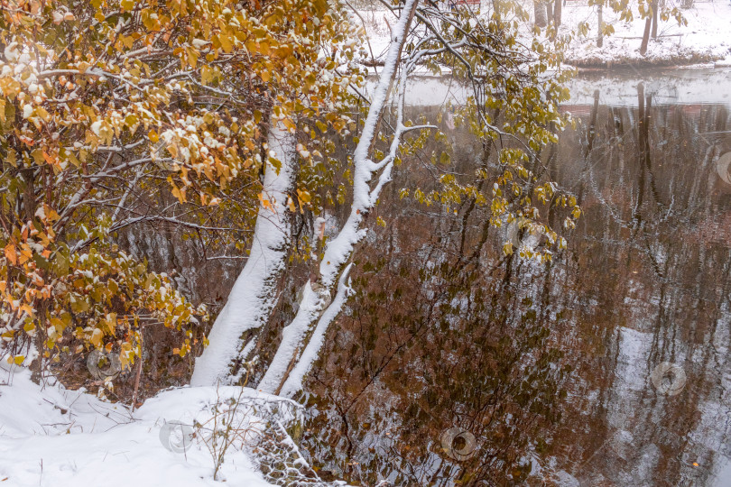 Скачать деревья склонились над водой пруда. первый снег. Живописный осенний пейзаж. начало зимы. Межсезонье фотосток Ozero