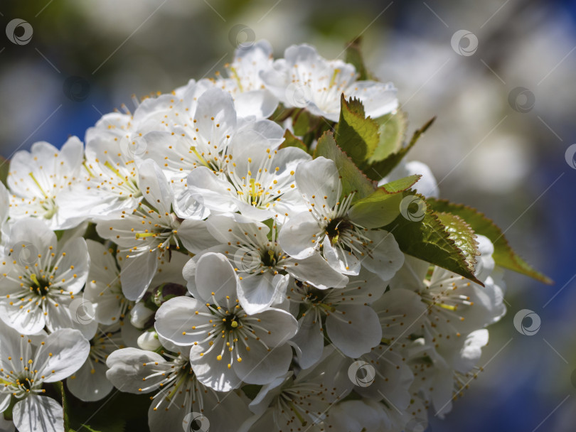 Скачать Крупный план Цветущей Вишни На Фоне Голубого Неба. Мечтательная вишня расцветает, как платье невесты. Красивые и милые белые цветы вишни (цветы сакуры), фон для обоев, мягкий фокус фотосток Ozero