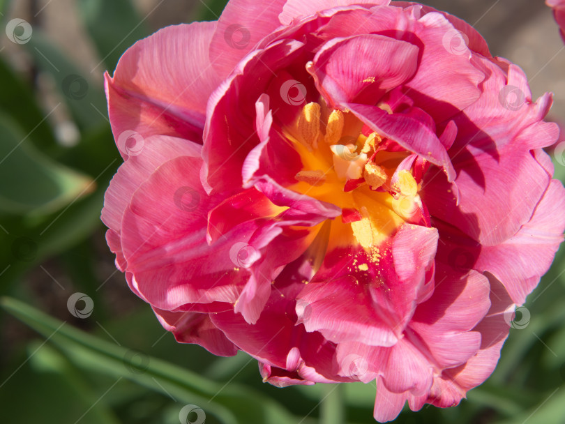 Скачать Бледно-розовый махровый цветок тюльпана. Крупный план распускающегося весеннего цветка тюльпана на пастельно-зеленом фоне боке. Можно использовать в День Святого Валентина или День матери фотосток Ozero