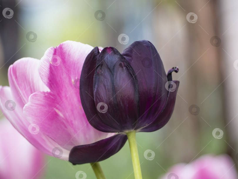 Скачать Крупный план бутона черного тюльпана на фоне размытого светло-розового цветка, весенние цветы в саду фотосток Ozero