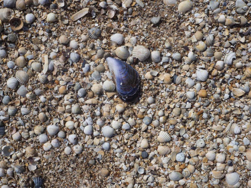 Скачать Большие синие и множество маленьких цветных морских раковин на морском побережье. Красивый естественный фон для презентации и дизайна. фотосток Ozero