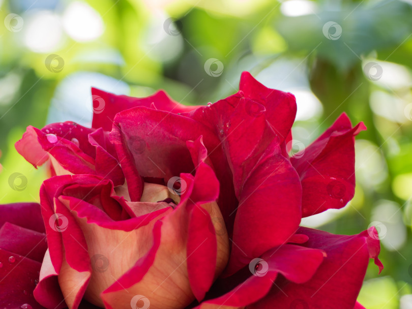 Скачать Крупный план красивого бутона красной розы с капельками воды на размытом зеленом фоне в солнечную погоду. фотосток Ozero