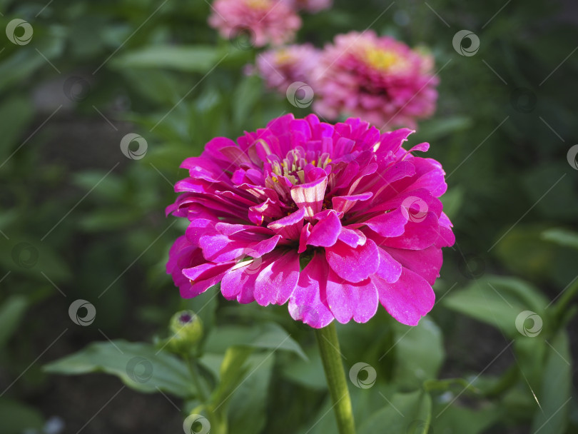 Скачать Розовый цветок блестит на солнце на размытом естественном фоне. фотосток Ozero