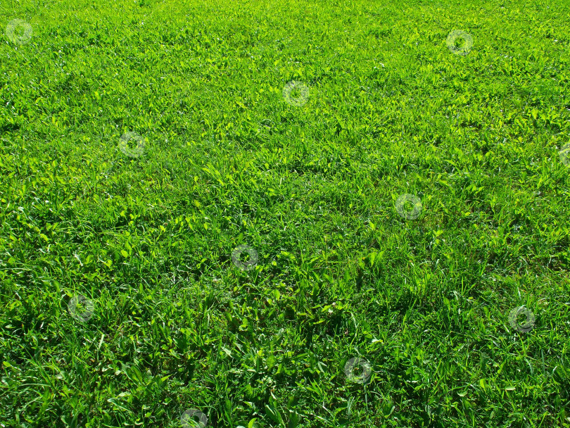 Скачать зелёный газон. фон. фотосток Ozero