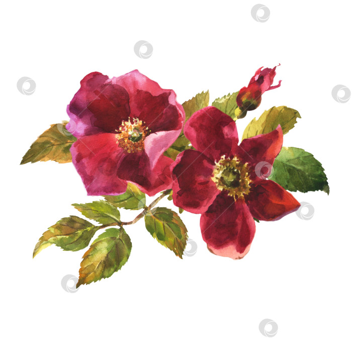 Скачать акварельная ботаническая иллюстрация, красные цветы шиповника, клипарт с композицией из шиповника. фотосток Ozero