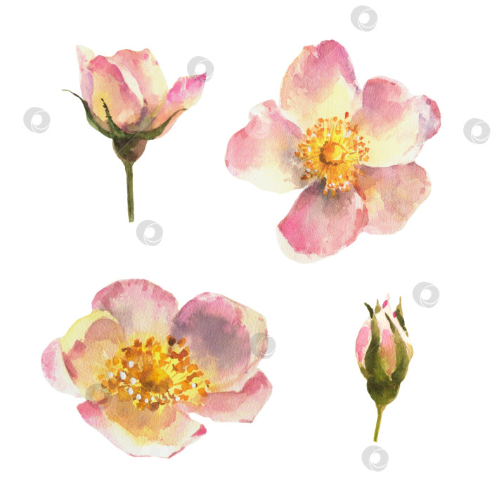 Скачать Акварельный набор элементов, шиповник, шиповниковая роза, ботаническая иллюстрация. фотосток Ozero