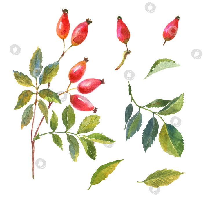 Скачать Акварельный набор из шиповника, шиповника с красными ягодами и зелеными листьями. фотосток Ozero