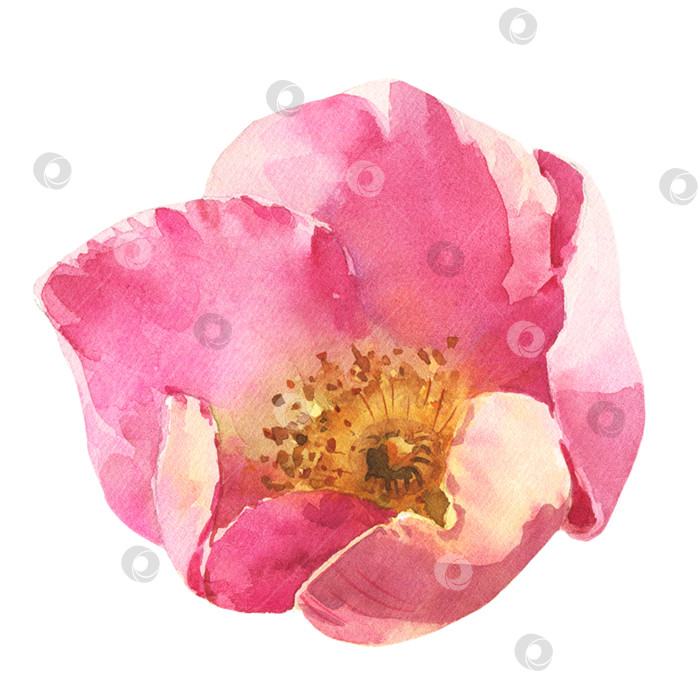 Скачать Акварельный цветок шиповника, цветочная иллюстрация ручной росписи, выделенная на белом фоне. фотосток Ozero