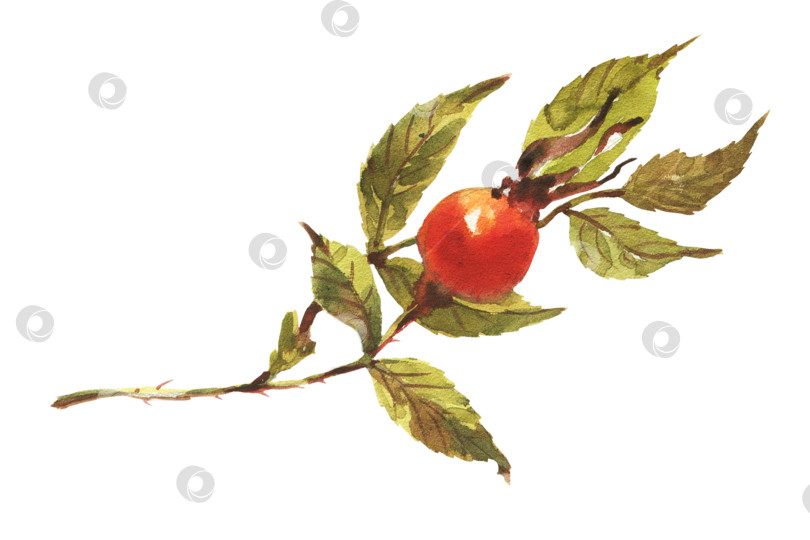 Скачать Ветка шиповника, шиповника с красными ягодами и зелеными листьями. фотосток Ozero