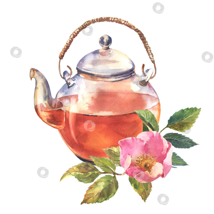 Скачать Красивый стеклянный чайник с цветами шиповника. Акварельная иллюстрация чайника, изолят на белом фоне. фотосток Ozero