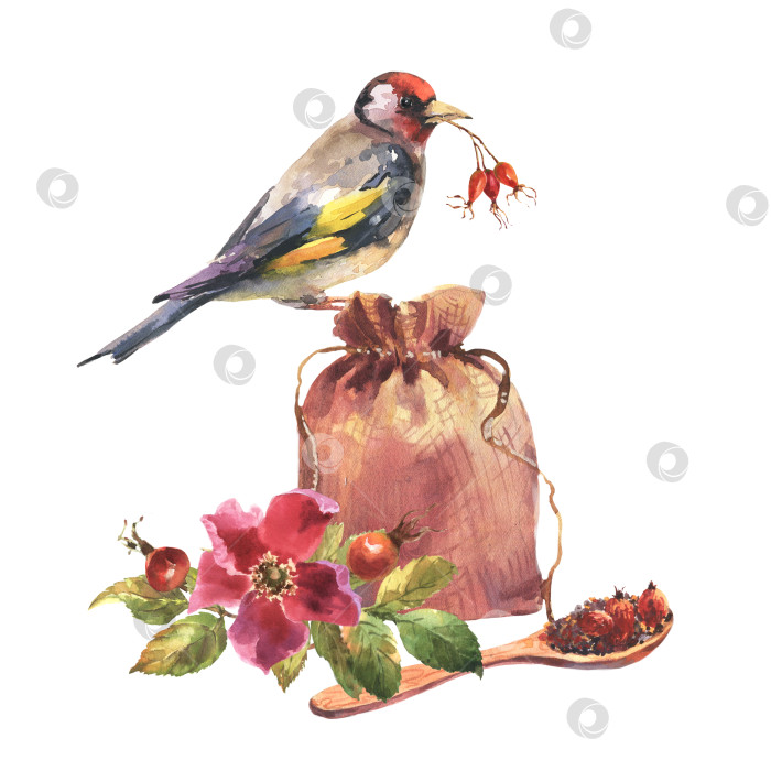 Скачать Акварельная иллюстрация льняного мешочка и деревянной ложки с чаем из шиповника, цветами и ягодами шиповника и птицей щегол, выделенными на белом фоне. фотосток Ozero