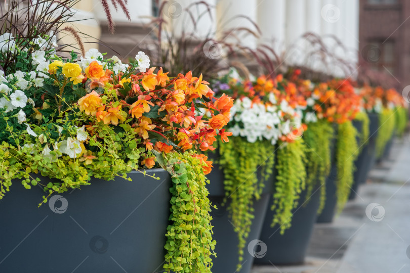Скачать фон с цветами в вазонах на открытом воздухе крупным планом, элемент ландшафтного дизайна фотосток Ozero