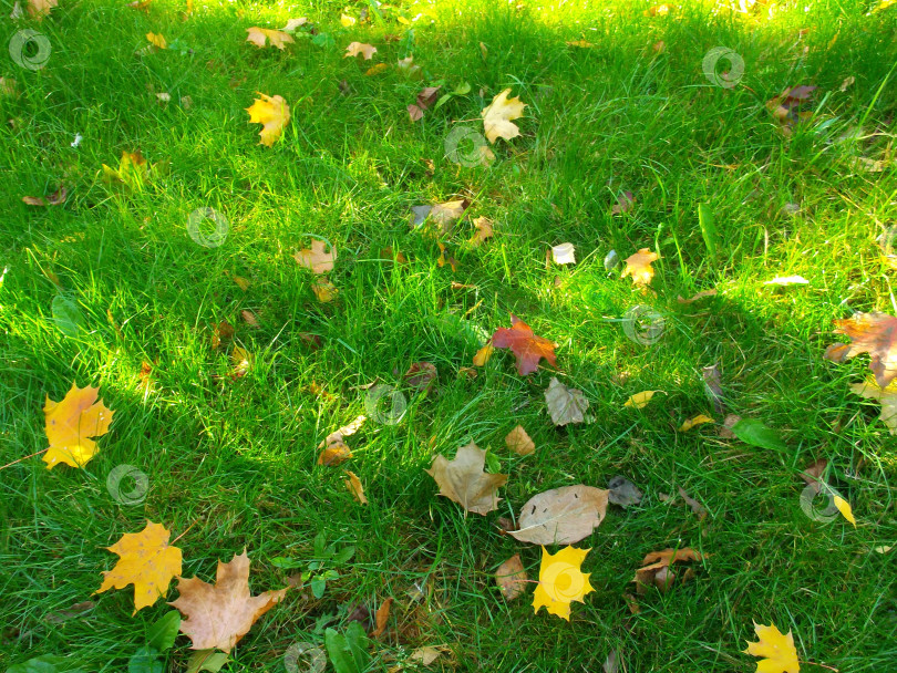 Скачать Осенние листья на зеленой траве фотосток Ozero