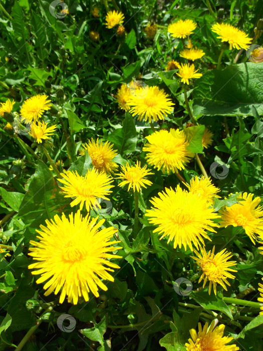 Скачать яркие одуванчики. летние цветы. вертикальное фото фотосток Ozero