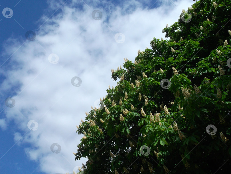 Скачать цветущий каштан на фоне голубого неба и белых облачков фотосток Ozero