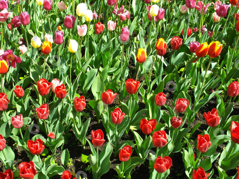 Скачать Клумба чудесных разноцветных тюльпанов фотосток Ozero