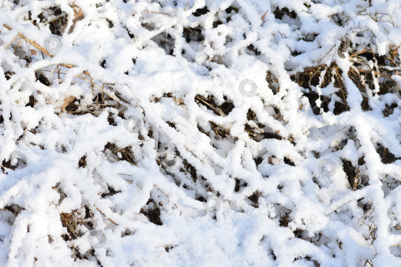Скачать снег на траве зимой, фотография крупным планом фотосток Ozero