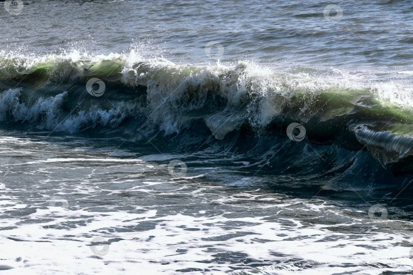 Скачать Волны Черного моря. Прозрачная волнистая морская вода. фотосток Ozero