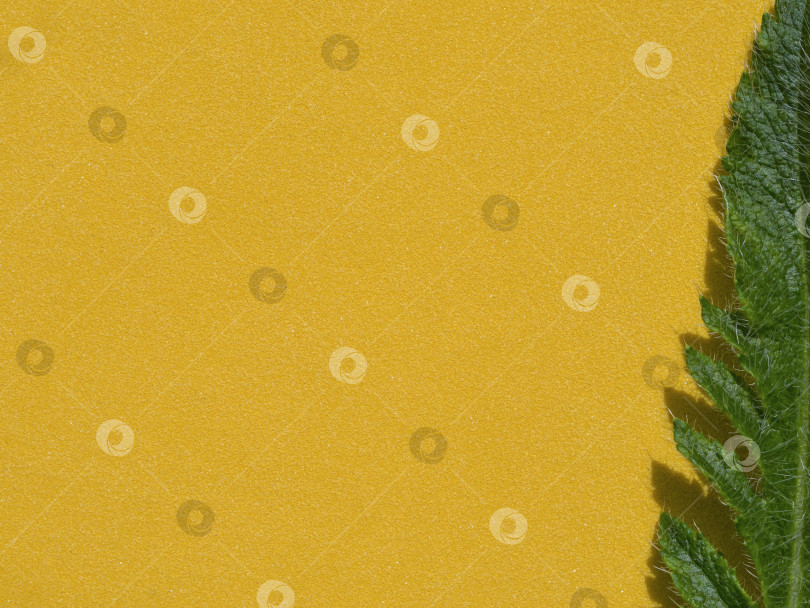 Скачать Желтый фон с текстурированным натуральным зеленым листом в качестве рамки. Ровное положение, вид сверху фотосток Ozero