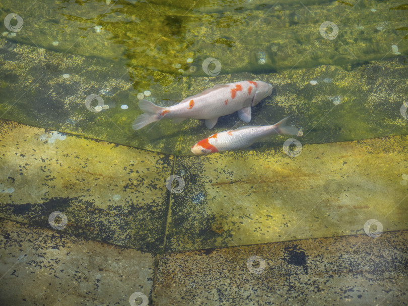 Скачать Разноцветные бело-оранжевые японские карпы плавают в пожелтевшем искусственном пруду городского парка фотосток Ozero