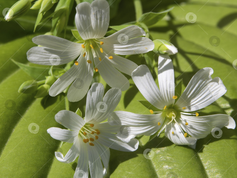 Скачать Мелкие белые цветки церастиума крупным планом. Элегантные белые цветы на натуральном зеленом листе растения с текстурой - цветочная поздравительная открытка или обои фотосток Ozero