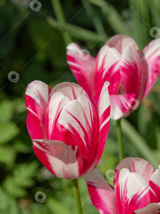 Скачать Красивые распускающиеся красные и белые цветы тюльпаны крупным планом в саду фотосток Ozero