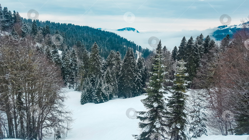 Скачать Зимний лес и горы. Роза Хутор, Сочи, Россия фотосток Ozero