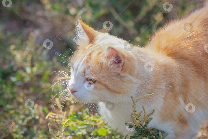 Скачать беловолосый кот фотосток Ozero