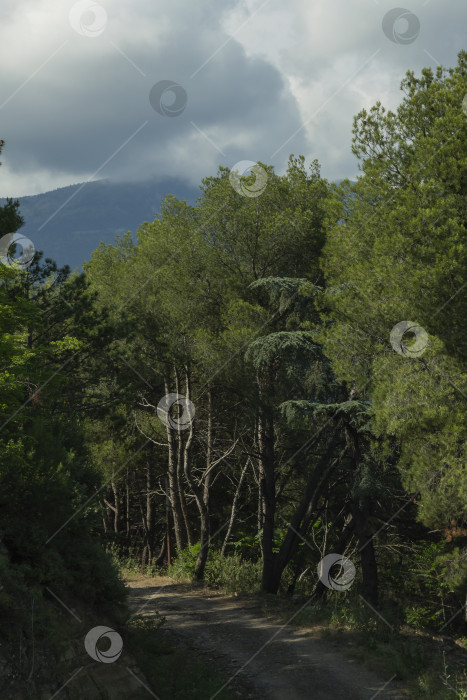 Скачать деревья в горах фотосток Ozero