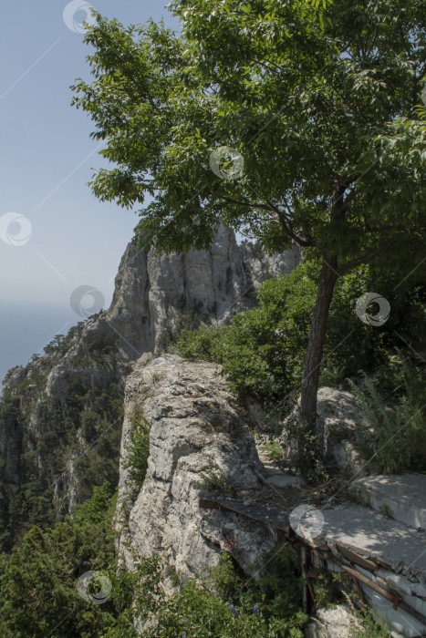 Скачать деревья в горах фотосток Ozero