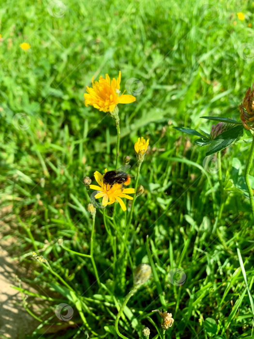 Скачать Шмель сидит на желтом цветке. Пчела опыляет мать-и-мачеху. Зеленый летний луг. Яркие цвета фотосток Ozero